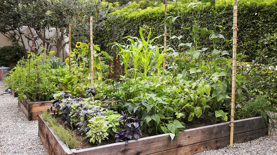 Garden consultations and coaching