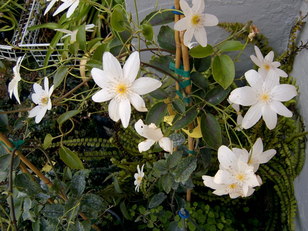 White clematis flowers in bloom against dark garden foliage