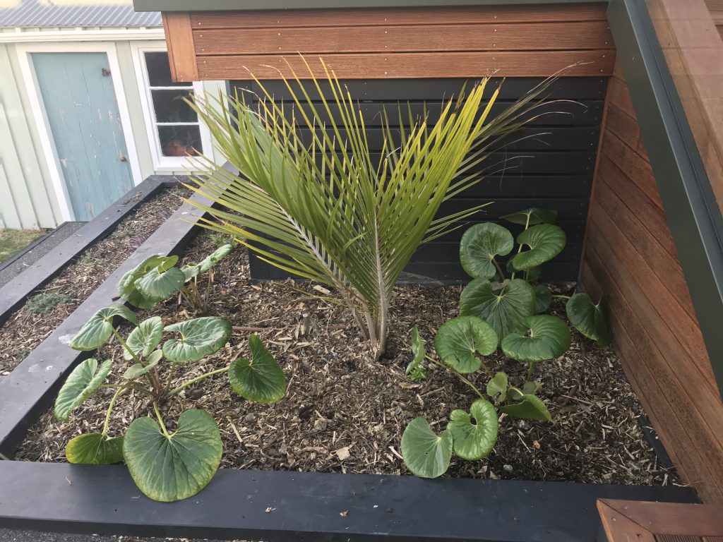 Subtropical planting, black timber edge